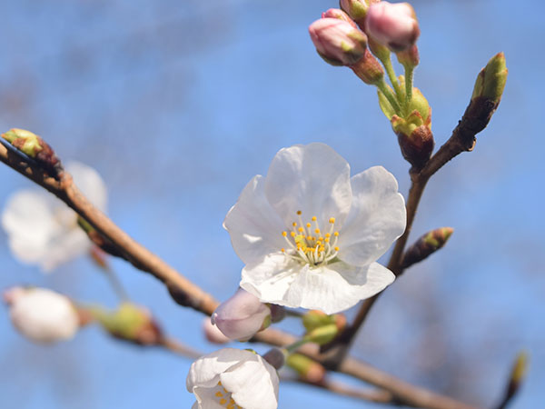 春爛漫！おすすめのお花見スポット紹介♪【2023年】