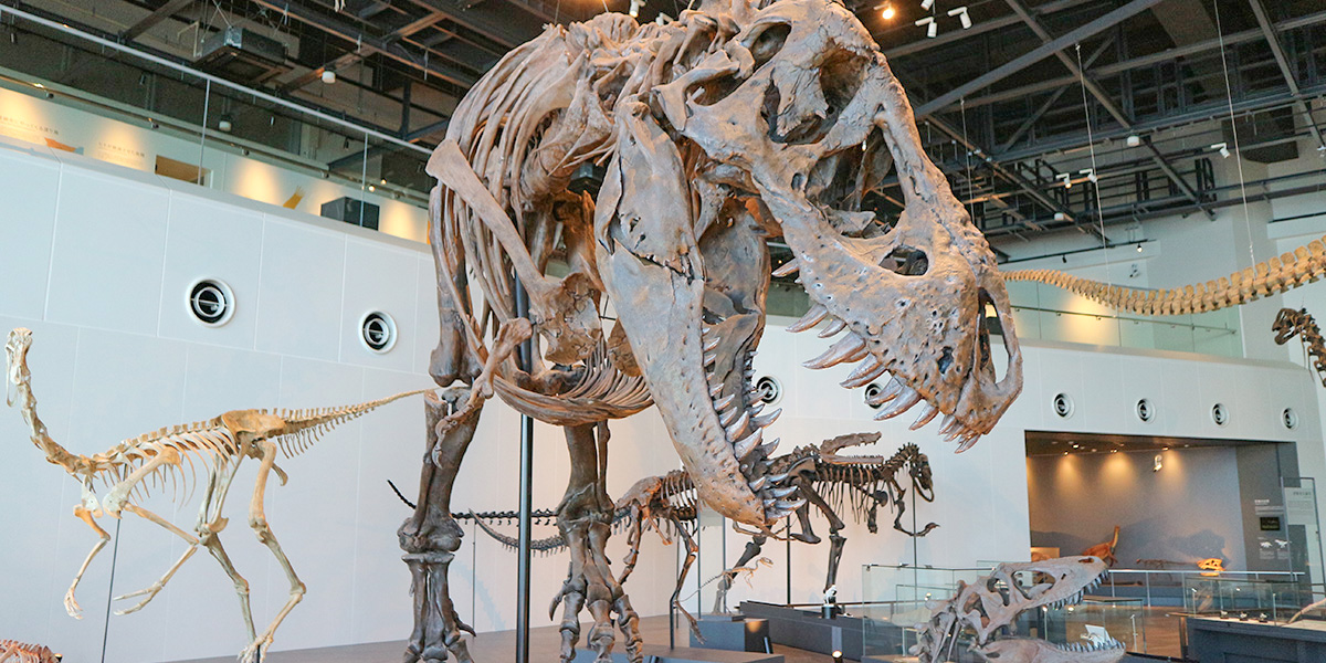 ティラノサウルス科大型種の化石